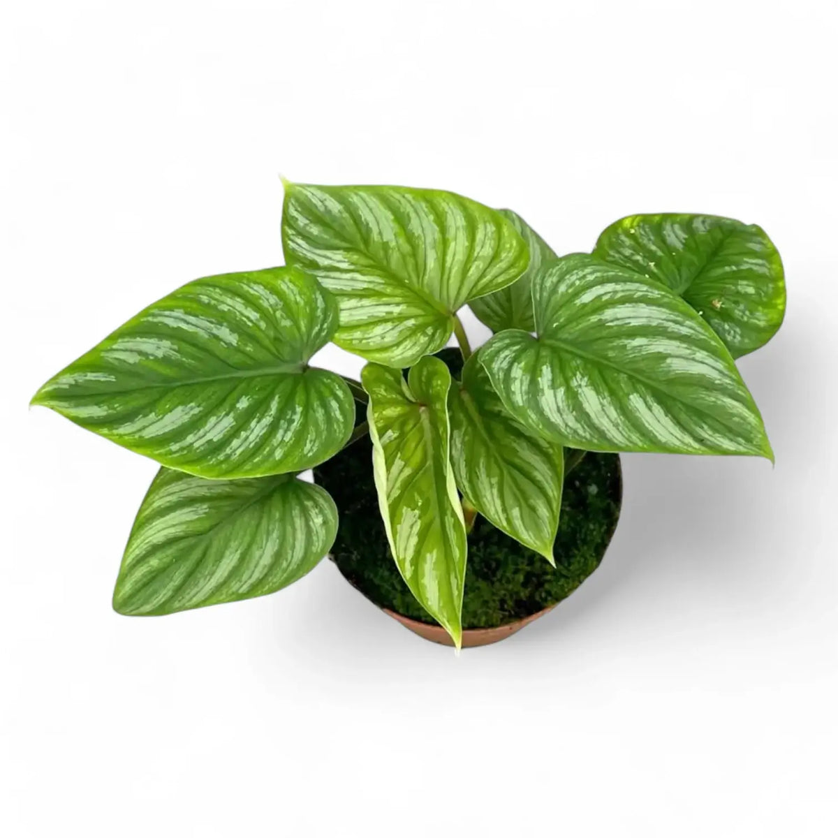 Philodendron mamei – Topfpflanze im Kulturtopf vor weißem Hintergrund, Produktfoto 6.