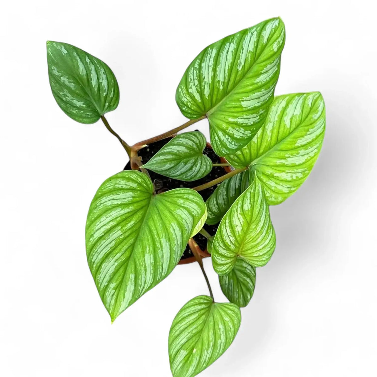 Philodendron mamei – Topfpflanze im Kulturtopf vor weißem Hintergrund, Produktfoto 7.
