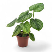 Philodendron mamei – Topfpflanze im Kulturtopf vor weißem Hintergrund, Produktfoto 8.