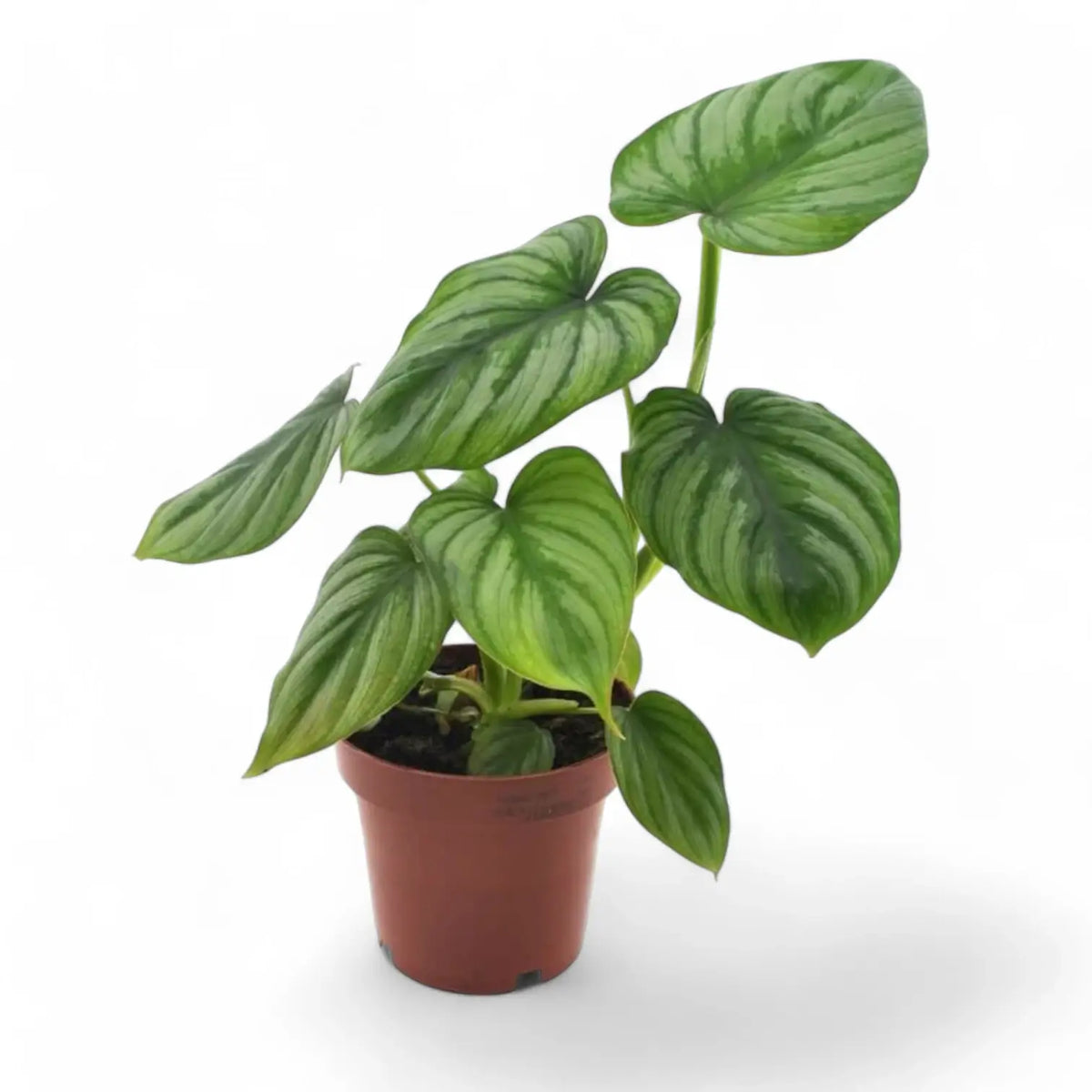 Philodendron mamei – Topfpflanze im Kulturtopf vor weißem Hintergrund, Produktfoto 8.