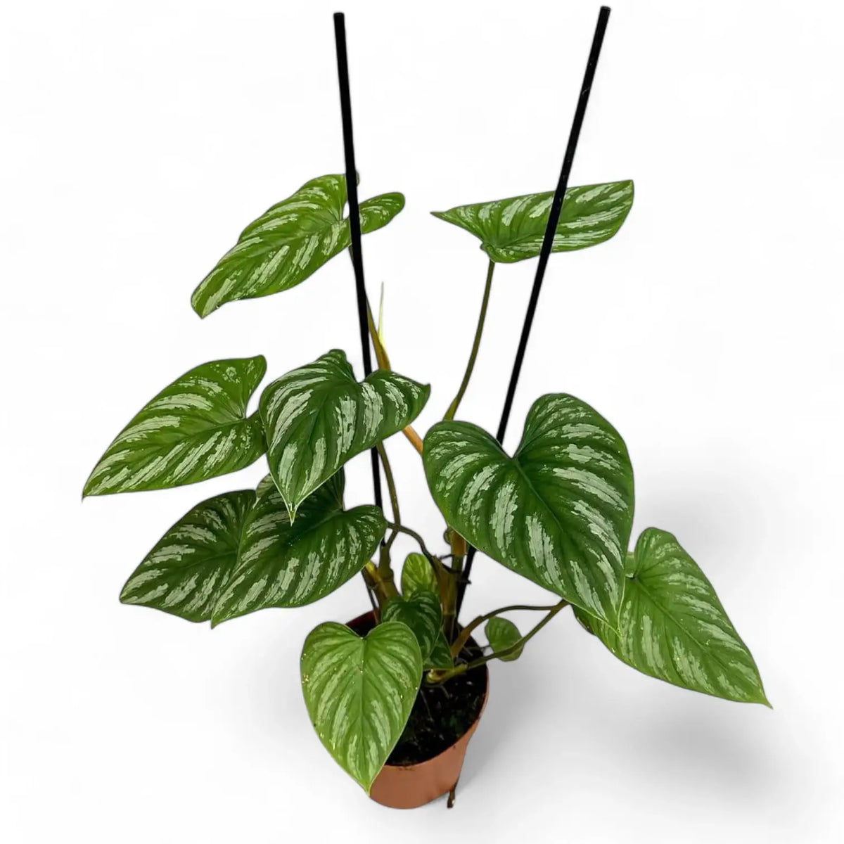 Philodendron mamei – Topfpflanze im Kulturtopf vor weißem Hintergrund, Produktfoto 9.
