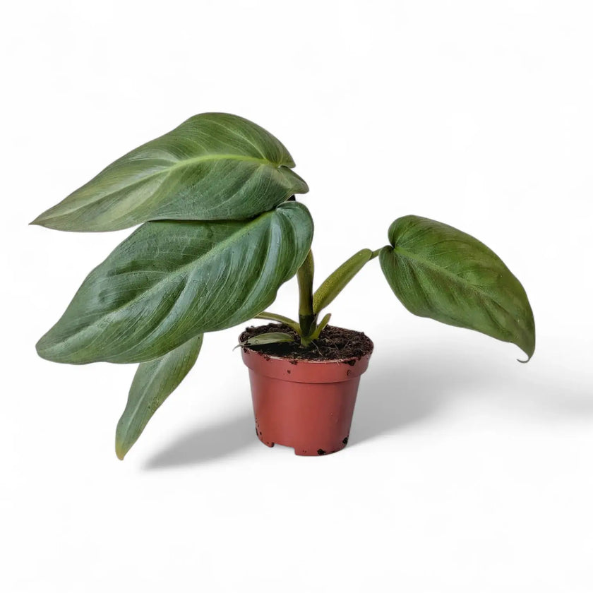 Philodendron maximum – Topfpflanze im Kulturtopf vor weißem Hintergrund, Produktfoto 2.