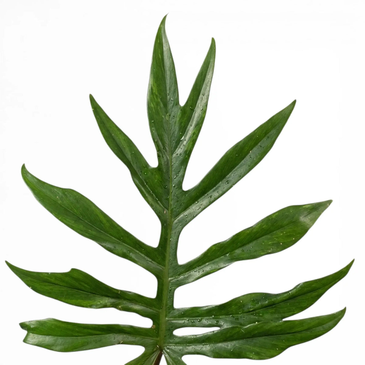 Philodendron mayoi mit tief eingeschnittenen, ausgewachsenen Blättern.