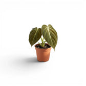 Philodendron melanochrysum als Jungpflanze im Kulturtopf.