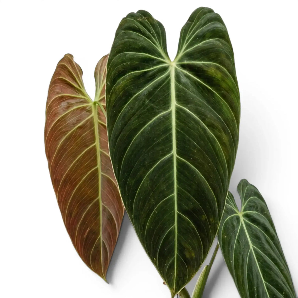 Nahaufnahme der Blätter von Philodendron melanochrysum.