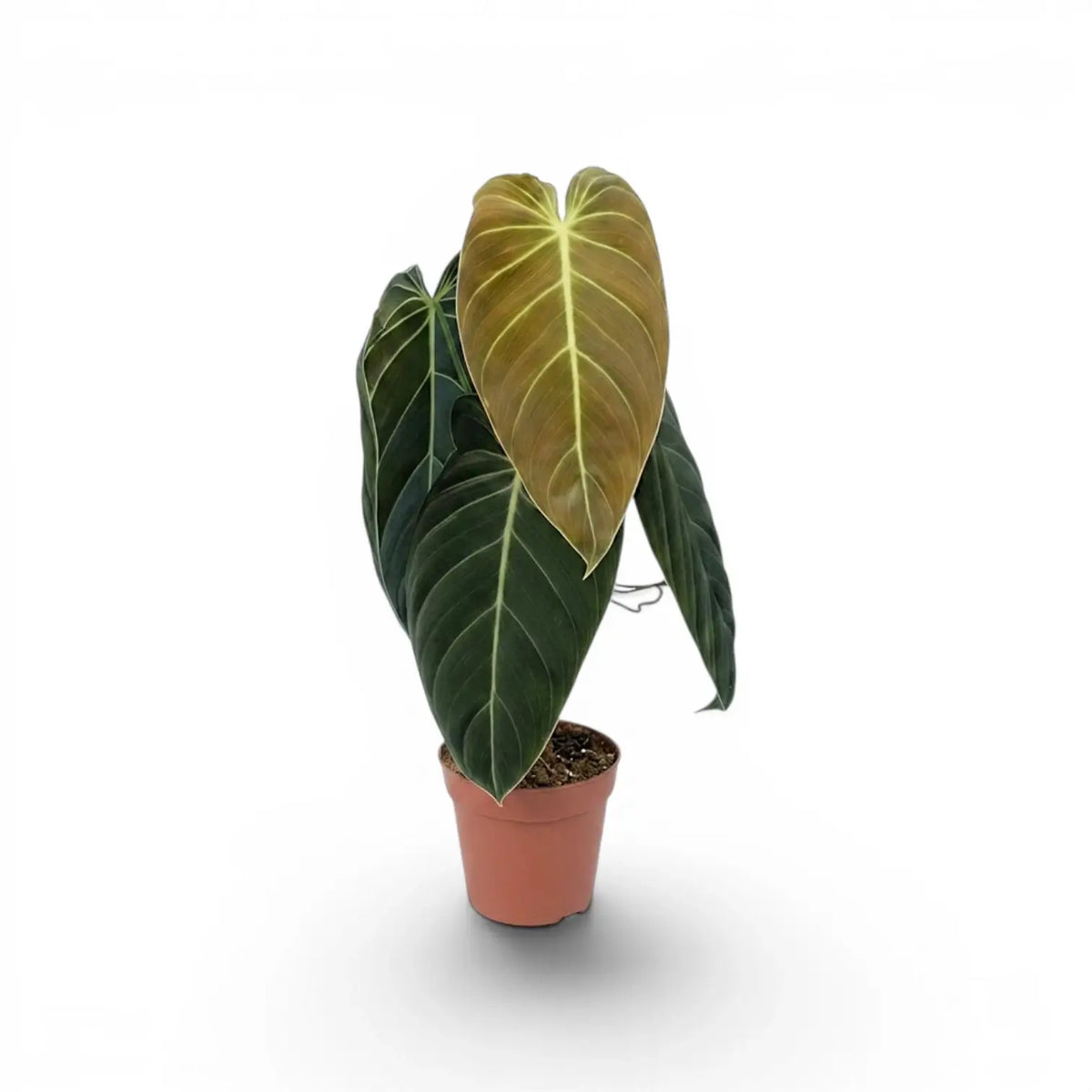 Mittelgroßer Philodendron melanochrysum im Kulturtopf.