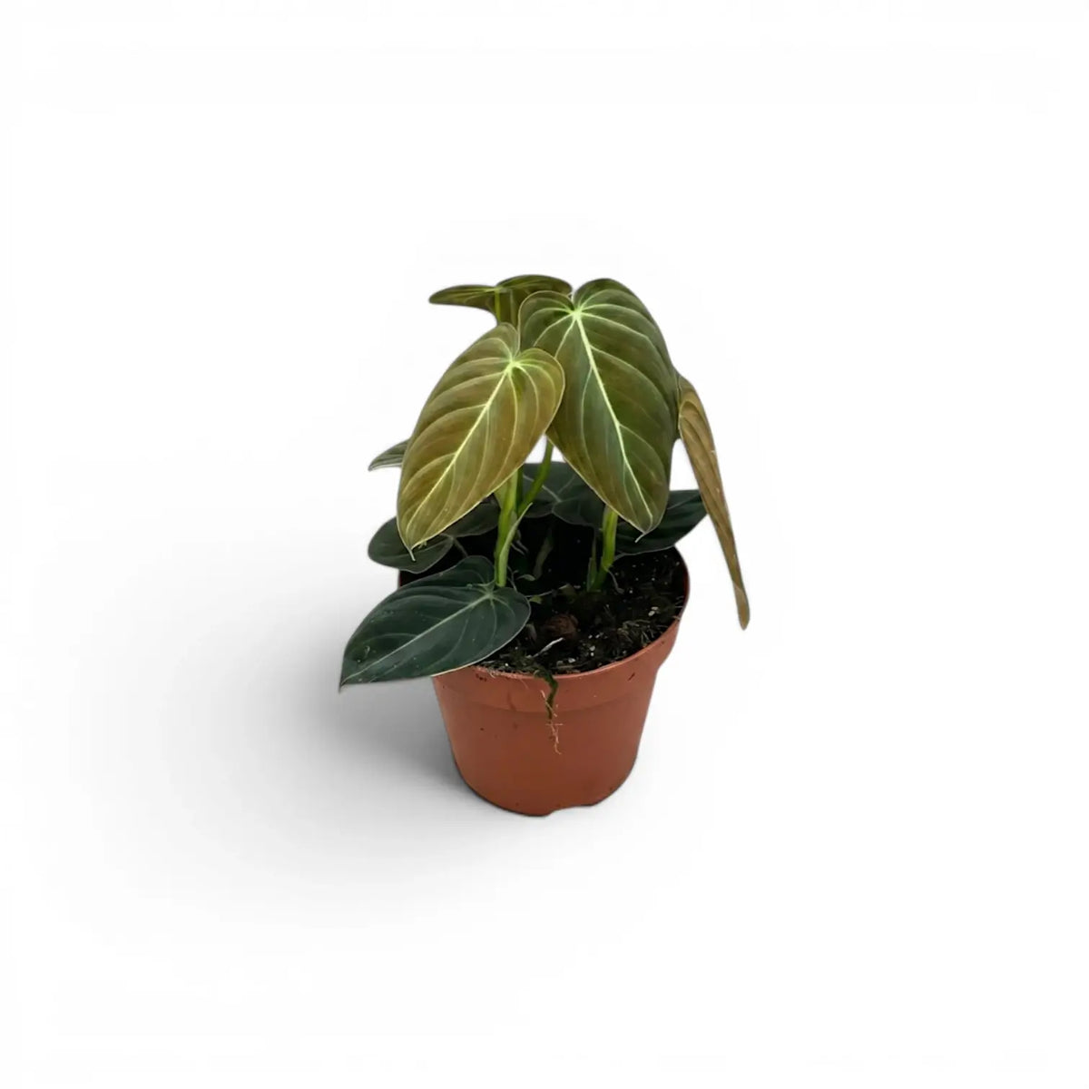 Kleiner Philodendron melanochrysum im Kulturtopf.