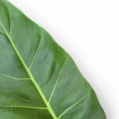 Philodendron melinonii leaf detail on white background.