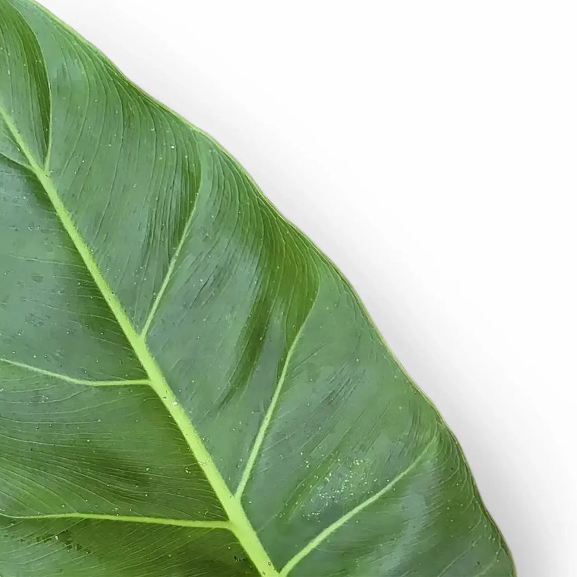 Philodendron melinonii leaf detail on white background.