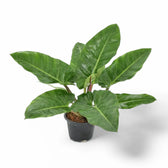Philodendron melinonii potted plant in nursery pot on white background.