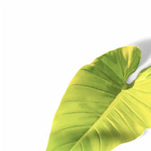Philodendron melinonii 'Ghost' leaf detail on white background.