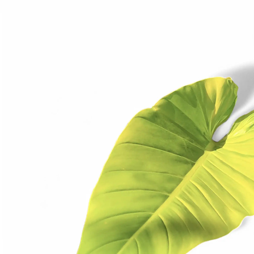 Philodendron melinonii 'Ghost' leaf detail on white background.