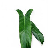 Philodendron mexicanum – Blattdetail vor weißem Hintergrund..