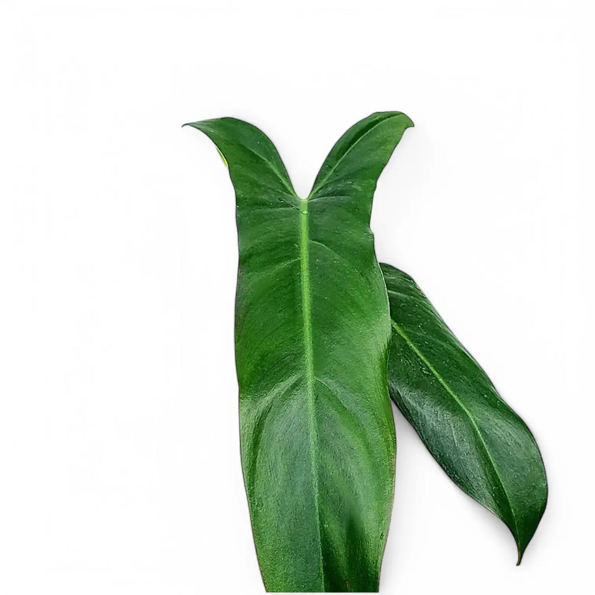 Nahaufnahme eines Blatts von Philodendron mexicanum vor weißem Hintergrund.