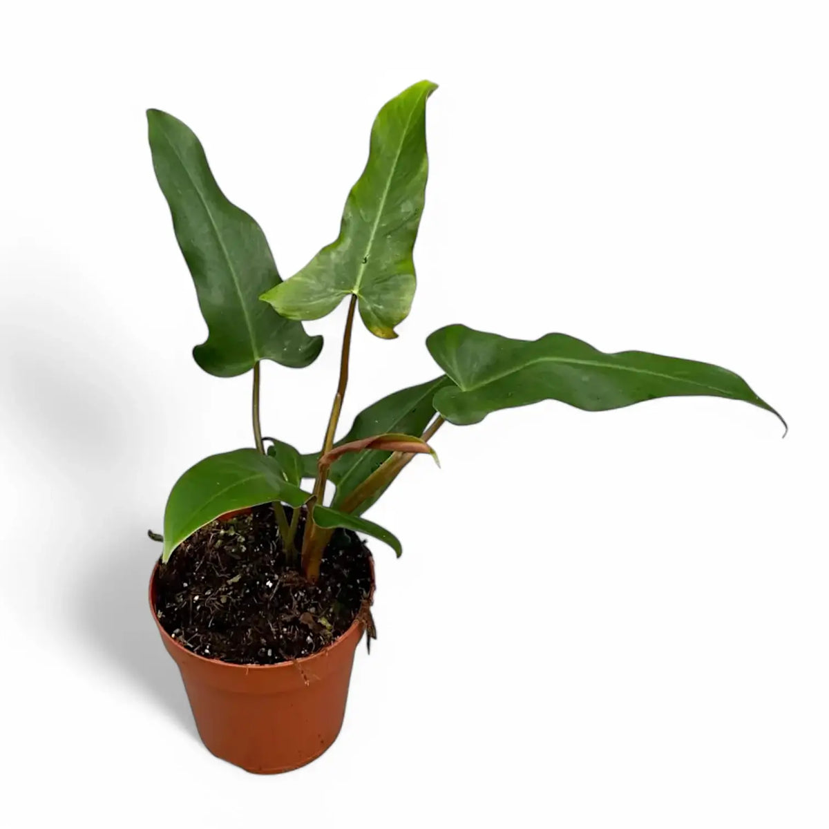Philodendron mexicanum – Topfpflanze im Kulturtopf vor weißem Hintergrund, Produktfoto 3.