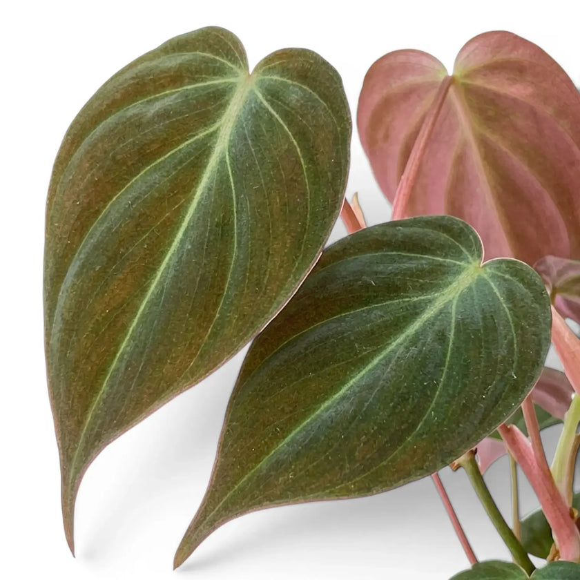 Close-up of Philodendron micans leaves.