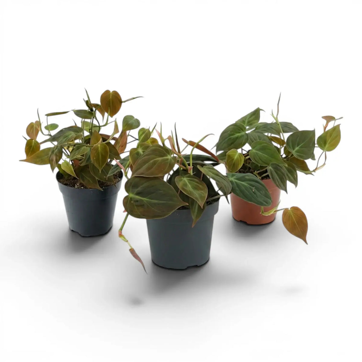 Philodendron micans im Kulturtopf.