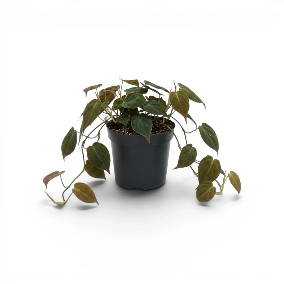 Philodendron micans im Kulturtopf.