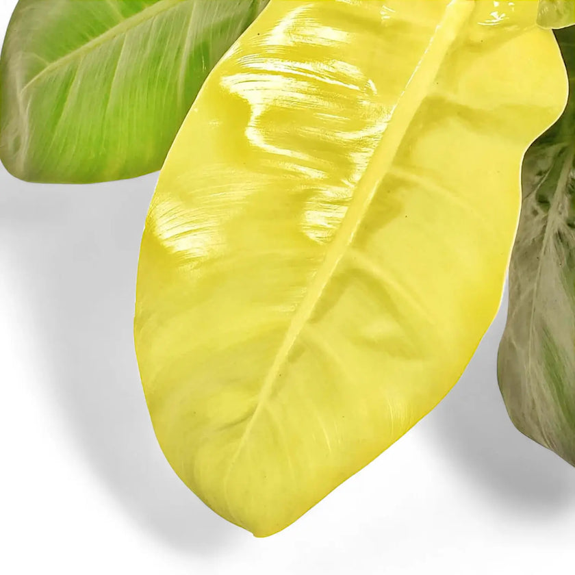 Philodendron 'Moonlight' leaf detail on white background.