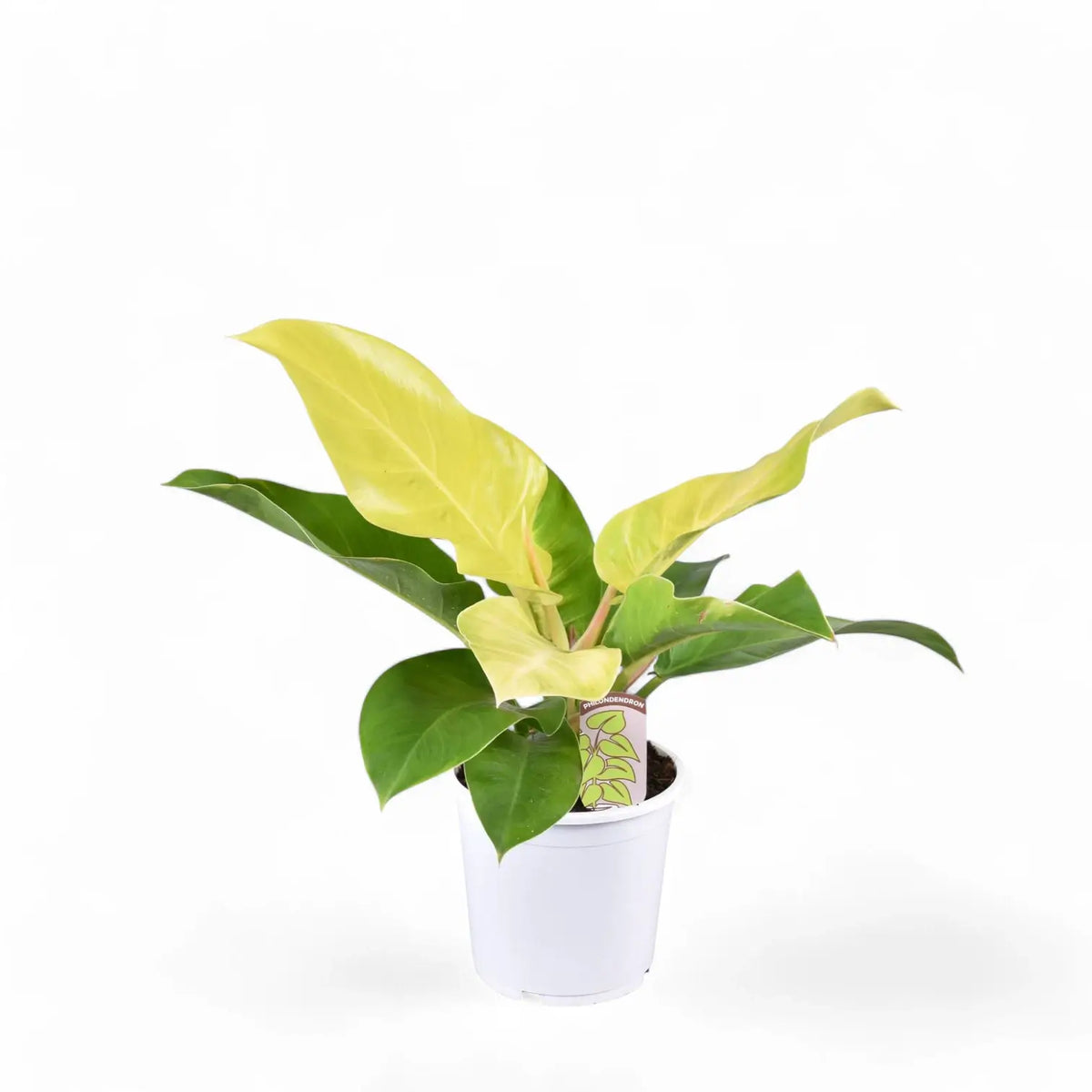 Philodendron 'Moonlight' potted plant in nursery pot on white background.