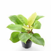 Philodendron 'Moonlight' potted plant in nursery pot on white background.