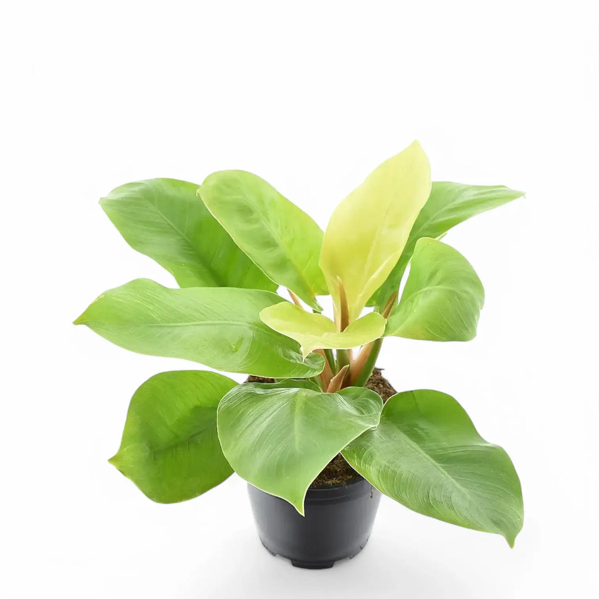 Philodendron 'Moonlight' potted plant in nursery pot on white background.