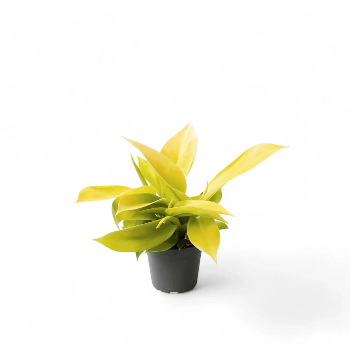 Philodendron 'Moonlight' potted plant in nursery pot on white background.