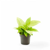 Philodendron 'Moonlight' potted plant in nursery pot on white background.