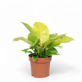 Philodendron 'Moonlight' potted plant in nursery pot on white background.