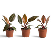 Junger Philodendron ‘Orange Princess’ im Kulturtopf mit grünen Blättern und Panaschierung in Orange und Creme