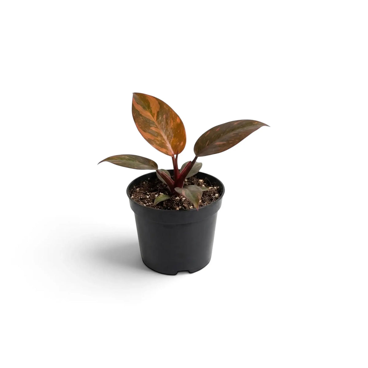 Junger Philodendron ‘Orange Princess’ mit glänzenden Blättern in Aprikosen-, Pfirsich-, Creme- und Grüntönen