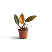 Kleiner Philodendron ‘Orange Princess’ im Kulturtopf mit orangefarben, aprikosenfarben und cremefarben marmorierten Blättern sowie burgunderroten Blattstielen