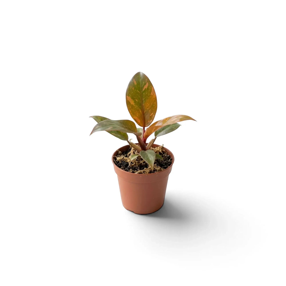Junger Philodendron ‘Orange Princess’ mit grünen Blättern und unregelmäßigen Zeichnungen in Orange und Creme