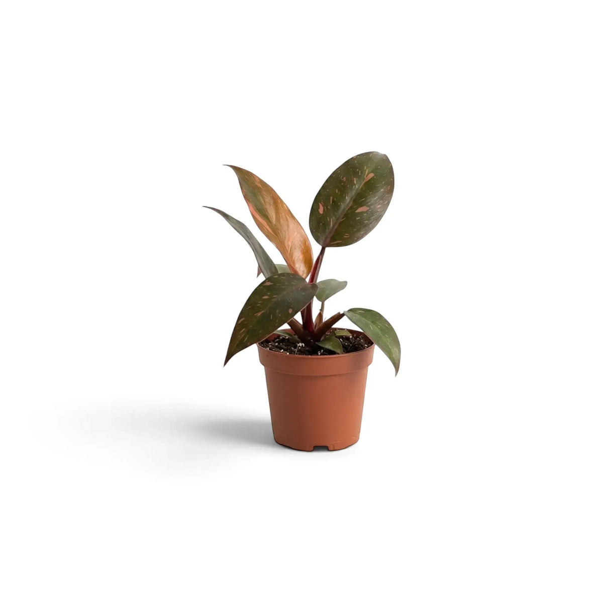 Junger Philodendron ‘Orange Princess’ mit glänzenden grünen Blättern mit orangefarbenen und cremefarbenen Zeichnungen sowie burgunderroten Blattstielen