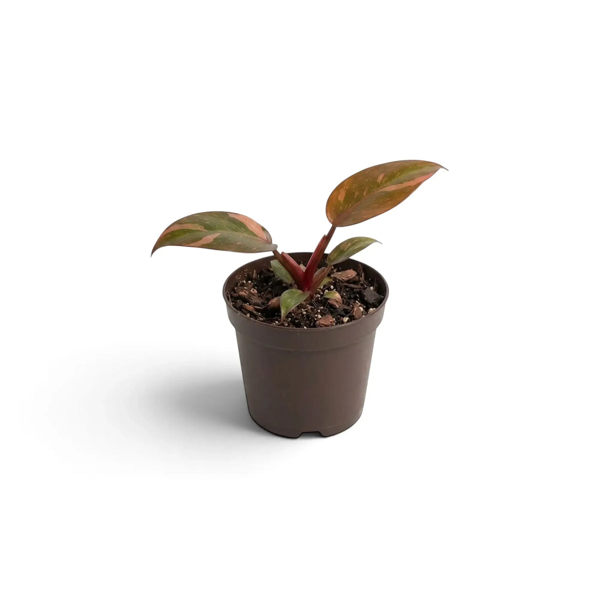 Junger Philodendron ‘Orange Princess’ im kleinen Topf mit pfirsichfarbenen, gelbgrünen und grünen Blättern