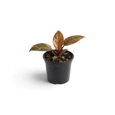 Junger Philodendron ‘Orange Princess’ mit glänzenden grünen Blättern und einer Marmorierung in Orange, Aprikose und Creme