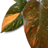 Blattdetail von Philodendron ‘Orange Princess’ mit orangefarben, aprikosenfarben und cremefarben marmoriertem Blatt und burgunderrotem Blattstiel