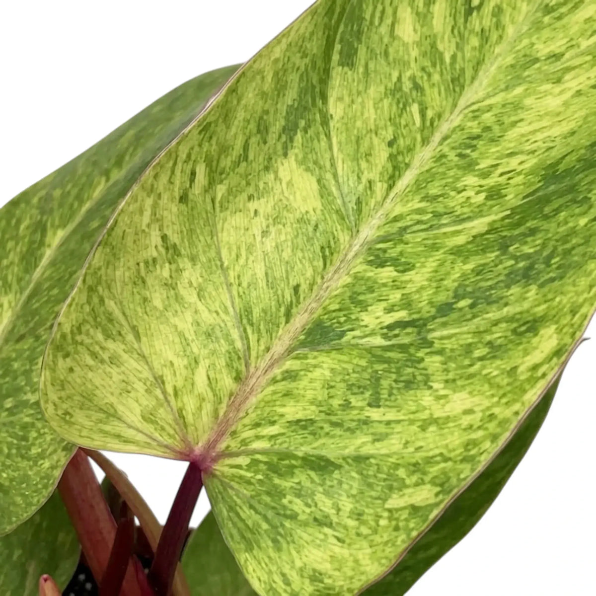 Philodendron ‘Painted Lady’ foliage close-up with lime-green mottled leaves and red leaf stalks.