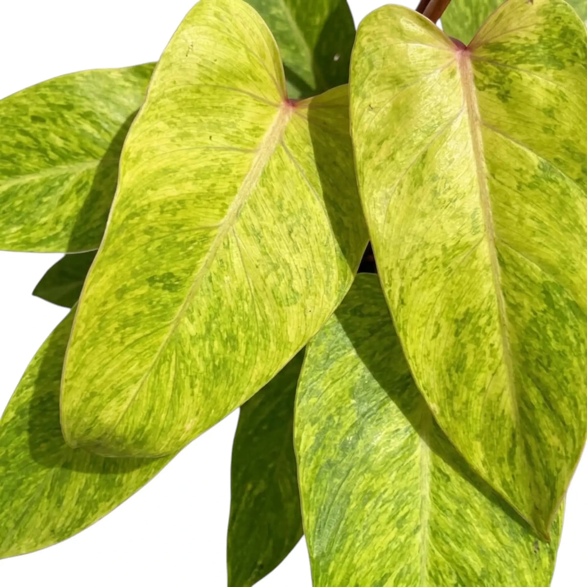 Philodendron ‘Painted Lady’ foliage close-up with lime-green mottled leaves and red leaf stalks.