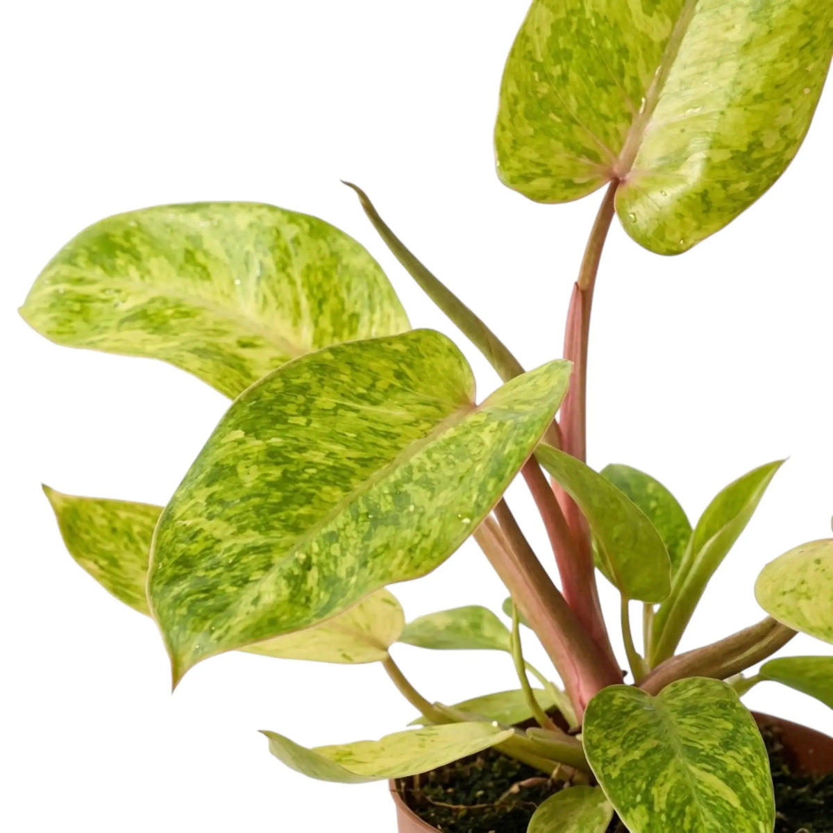 Philodendron ‘Painted Lady’ foliage close-up with lime-green mottled leaves and red leaf stalks.