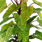Philodendron ‘Painted Lady’ foliage close-up with lime-green mottled leaves and red leaf stalks.