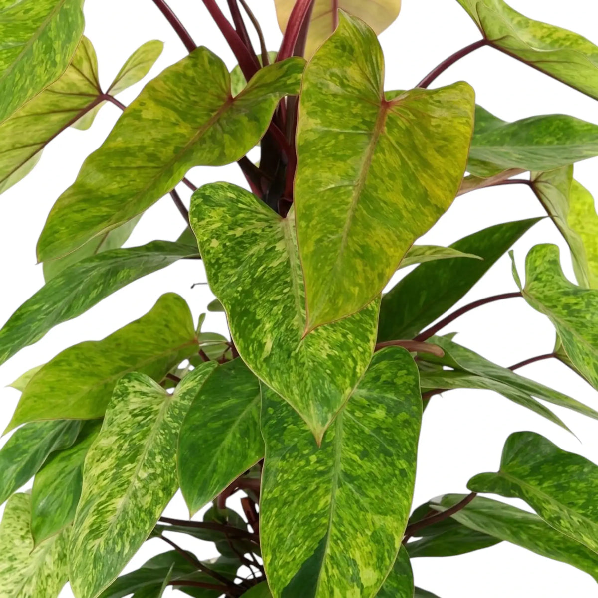 Philodendron ‘Painted Lady’ foliage close-up with lime-green mottled leaves and red leaf stalks.