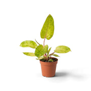 Philodendron ‘Painted Lady’ with lime-green mottled leaves and vivid red leaf stalks in a nursery pot.