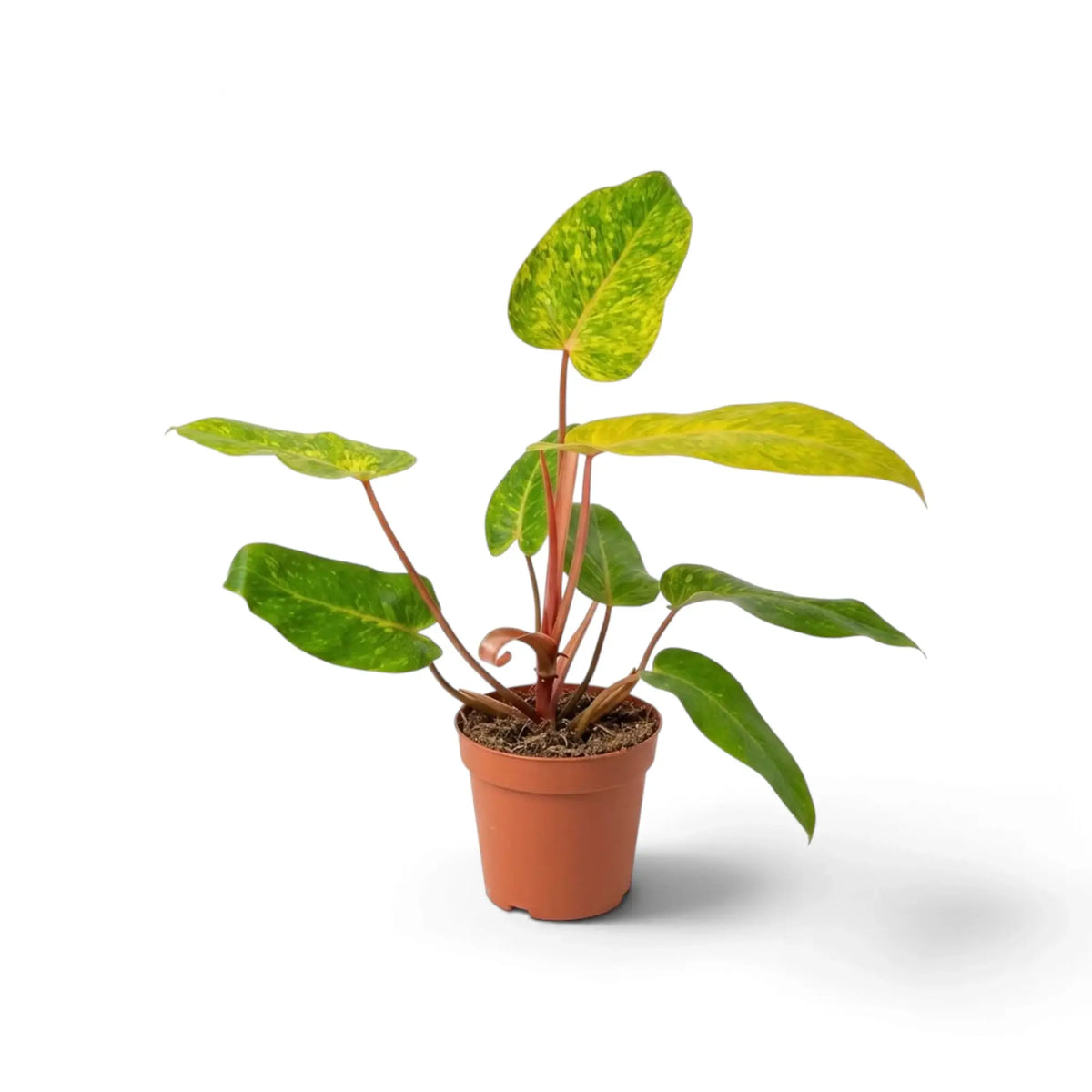 Philodendron ‘Painted Lady’ with lime-green mottled leaves and vivid red leaf stalks in a nursery pot.