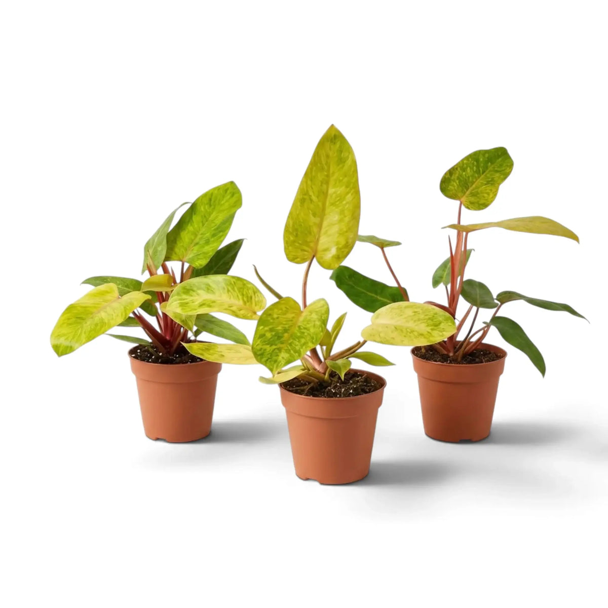 Philodendron ‘Painted Lady’ with lime-green mottled leaves and vivid red leaf stalks in a nursery pot.