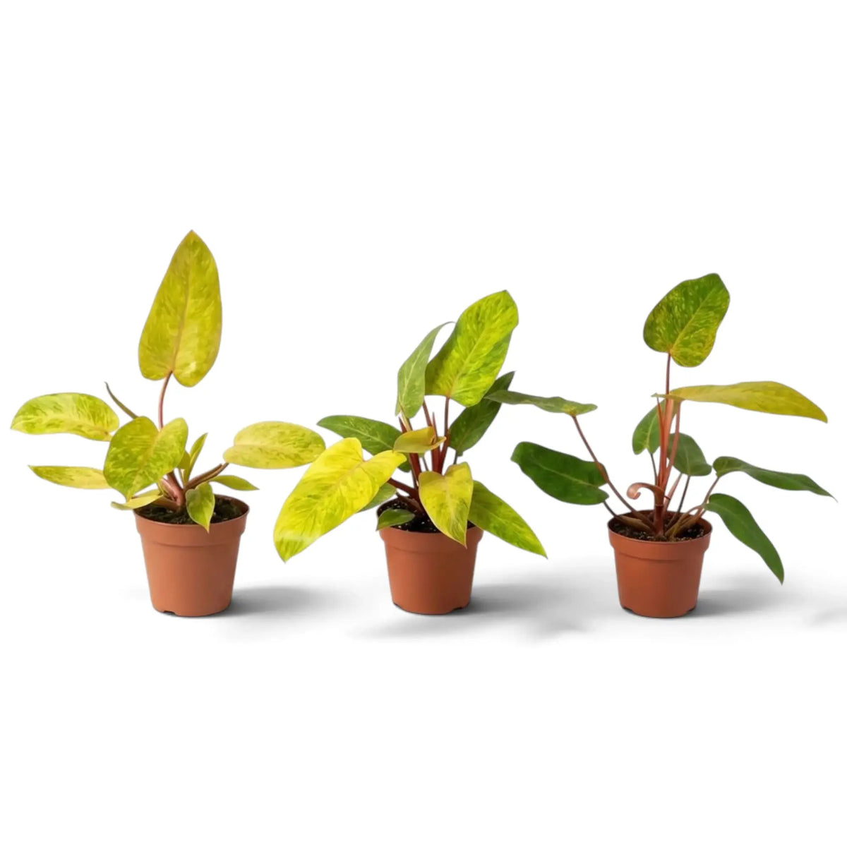 Philodendron ‘Painted Lady’ with lime-green mottled leaves and vivid red leaf stalks in a nursery pot.