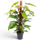 Large Philodendron ‘Painted Lady’ with lime-green mottled leaves on vivid red climbing stems.