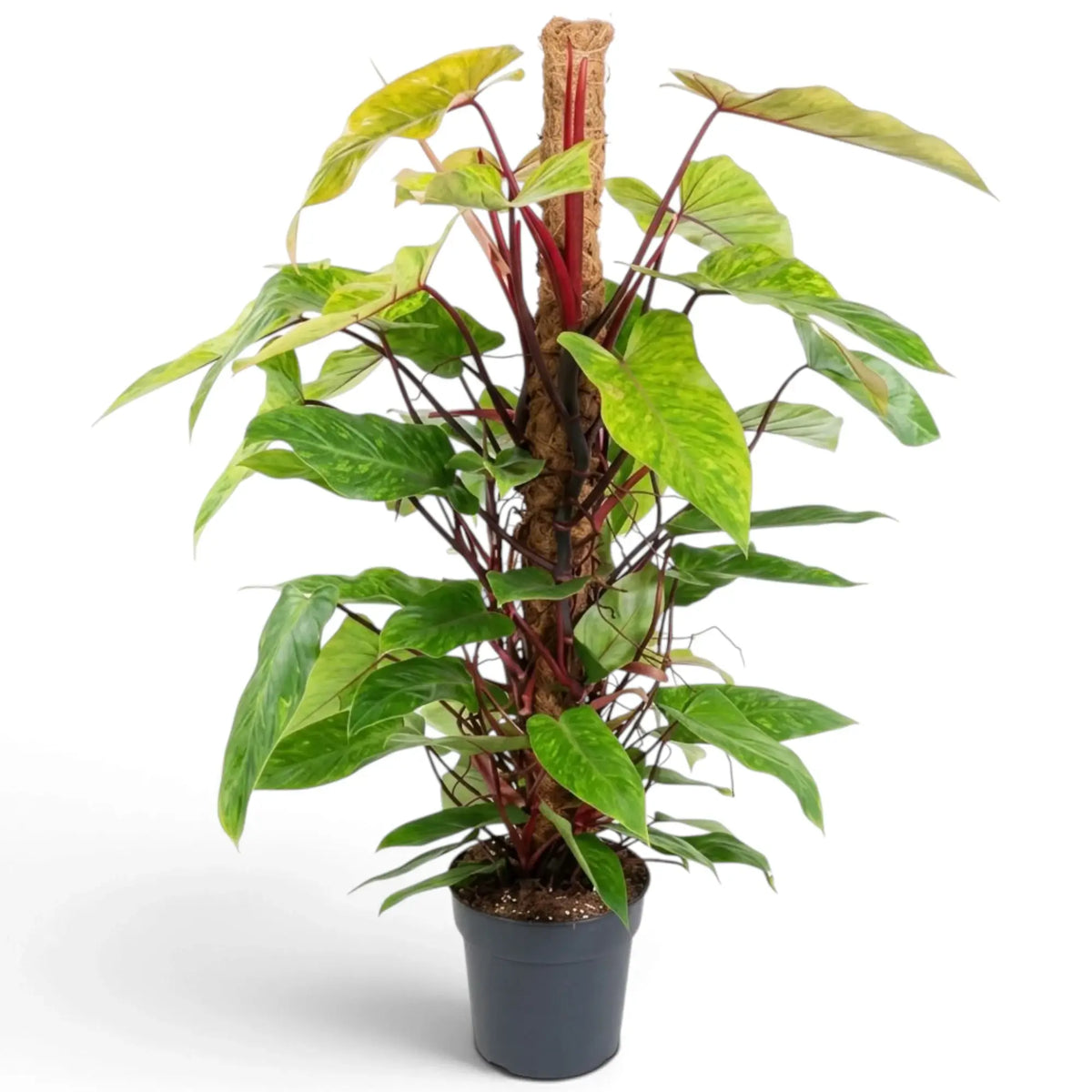 Large Philodendron ‘Painted Lady’ with lime-green mottled leaves on vivid red climbing stems.