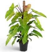 Large Philodendron ‘Painted Lady’ with lime-green mottled leaves on vivid red climbing stems.
