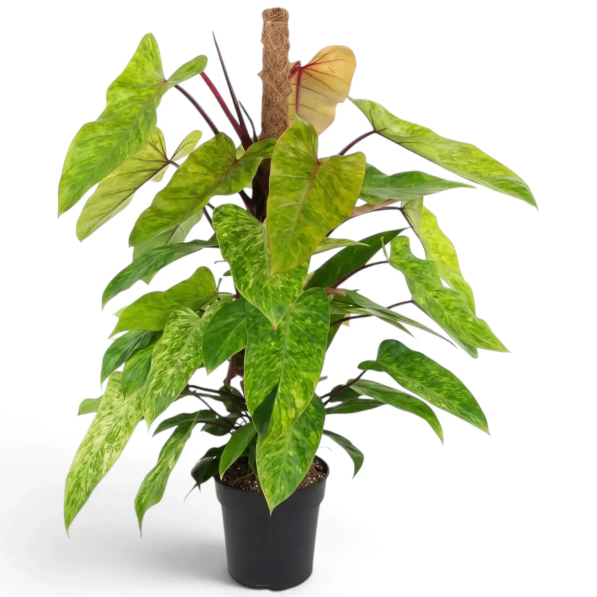 Large Philodendron ‘Painted Lady’ with lime-green mottled leaves on vivid red climbing stems.
